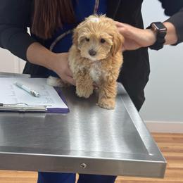 Cheska - Red female Maltipoo puppy in West Jordan, Utah from Mid Sized Maltipoos and More LLC