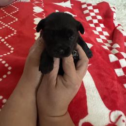 Pink Girl - Gold and white female Shorkie puppy in San Tan Valley, Arizona from Great Mates