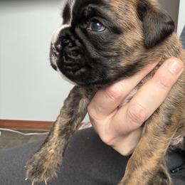 Duke - Brindle male Boxer puppy in Medical Lake, Washington from Box and Bully Estates: Boxers and Old English Bulldogs