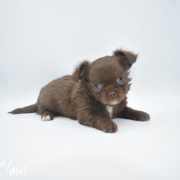Claus - Chocolate male Chihuahua puppy in Bulls Gap, Tennessee from Smokey Mountain Chihuahuas