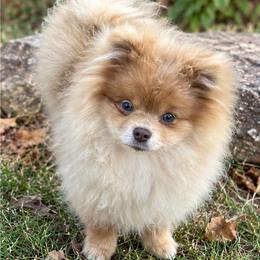 Peppercorn - Lavender male Pomeranian puppy in Buck Valley, Pennsylvania from Buck Valley Pomeranians