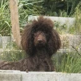 Poodles from Marlen Poodles