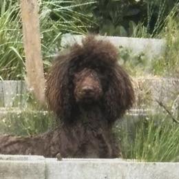 Poodles from Marlen Poodles