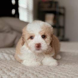 Peach - Red female Bernedoodle puppy in Maricopa, Arizona from Desert Ridge Doodles