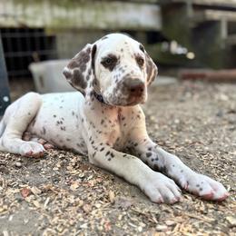 Lupine(LUA) - White and liver brown male Dalmatian puppy in Wilson, North Carolina from New Horizonz Dalmatians