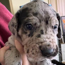 Orange collar - Merle female Great Dane puppy in La Vernia, Texas from Thistlewood Danes