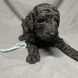 Apollo - Black male Poodle puppy in Travelers Rest, South Carolina from Cotton Top