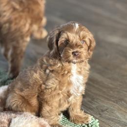Suede - Caramel red male Australian Labradoodle puppy in Dawson, Georgia from Still Pond Australian Labradoodles