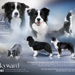Border Collie puppies from Skyward Farms