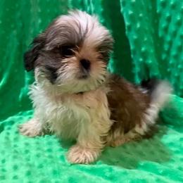 Harker - Gold and white male Shih Tzu puppy in Corpus Christi, Texas from Pam Crump Shih Tzu