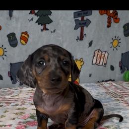 Rabbit - Dapple female Dachshund puppy in Turlock, California from Dandelion Dachshund