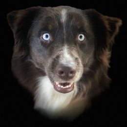 Ozzie - Australian Shepherd