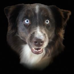 Ozzie - Australian Shepherd