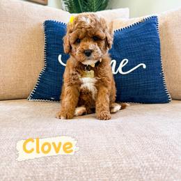 Clove - Red  female Goldendoodle puppy in West Haven, Utah from Split Mountain Doodles
