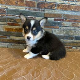 Girl 1 - Black and tan female Pembroke Welsh Corgi puppy in Visalia, California from VIP Stables