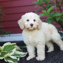 Vega - Caramel cream female Australian Labradoodle puppy in Williamstown, New York from Lewis Manor Labradoodles
