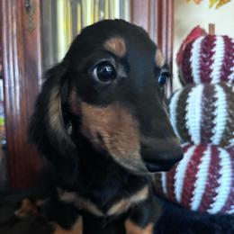 Fabio - Black and tan male Dachshund puppy in Argos, Indiana from TKO Doxies