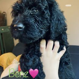 Aussiedoodle Puppies from Shawna Rosario