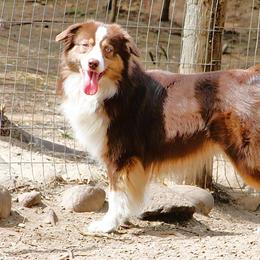 Miniature Australian Shepherd puppies from Ross Ranch Mini and Standard Aussie's
