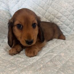 Shaded red - Red male Dachshund puppy in Galax, Virginia from Dells  Dachshund’s