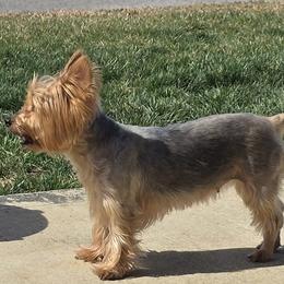 Brandy - Yorkshire Terrier