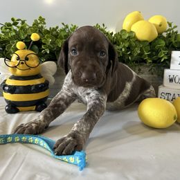 Blue - White and liver female German Shorthaired Pointer puppy in Newton Grove, North Carolina from Wayalife Labradors & Gsp’s