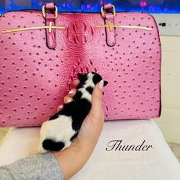 Thunder - Black & tan tri-color male Morkie puppy in Deltona, Florida from Pink Purse Designer Breeds