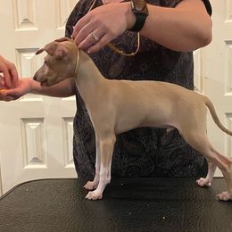 Italian Greyhound Puppies from The Breeder's Assistant