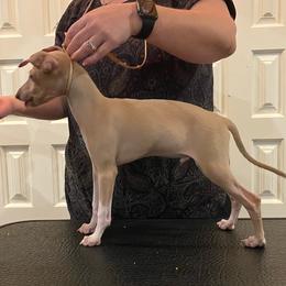 Italian Greyhound Puppies from The Breeder's Assistant