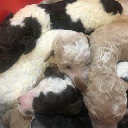 Poodle Puppies from Southern Standards Standard Poodles