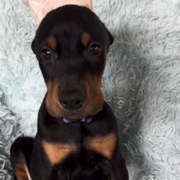 Boy 5 - Black and rust male Doberman Pinscher puppy in Centralia, Missouri from TopSpots Farm
