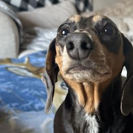 Dachshunds from The Doxie Box