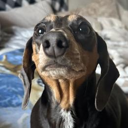 Dachshunds from The Doxie Box