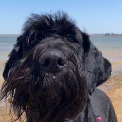 Saint Berdoodles from Sophie’s Saints