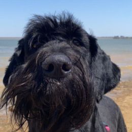 Saint Berdoodles from Sophie’s Saints