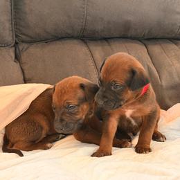 Boy - Rd whtn blk nose male Rhodesian Ridgeback puppy in Upland, California from Masai's Pride Rhodesian Ridgbacks