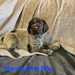 German Wirehaired Pointer Puppies from Vom Fleetwood