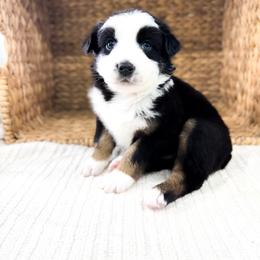 Bucky - Black tri-color male Australian Shepherd puppy in Unionville, Iowa from Soap Creek Kennels