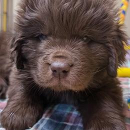 Rosie Blue Male - Brown male Newfoundland puppy in Pottstown, Pennsylvania from Latin of Course Newfoundlands