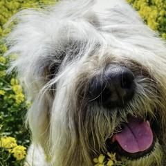 Bouvier des Flandres from Brenna Mooney