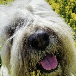 Bouvier des Flandres from Brenna Mooney