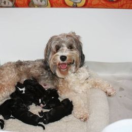 Tibetan Terrier Puppies from Dioghe Tibetan Terriers