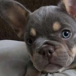 French Bulldogs from FamLee Frenchies
