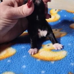 Socks - Black and white female Shichon puppy in Imperial, Missouri from Shichon Teddybear  puppies of Miss