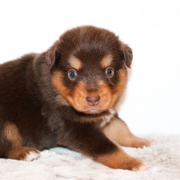 Luisa - Australian Shepherd puppy in Coldwater, Michigan from Northern Star Australian Shepherds