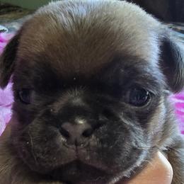 Blue Fawn Female - Fawn female Pug puppy in Kernersville, North Carolina from Royal House of Pugs