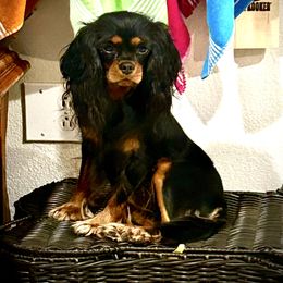 Ladybug - Cavalier King Charles Spaniel