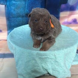 Mrs. Puff - Isabella female German Shepherd puppy in Magnolia, Texas from K & Q Shepherds