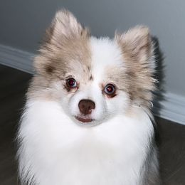 Pomeranians from Abq Poms