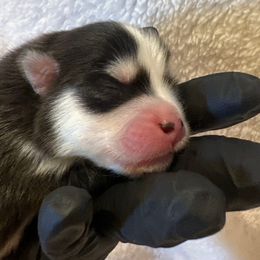 Dallas - Black female Pomsky puppy in Mc Minnville, Oregon from West Coast Pomskies